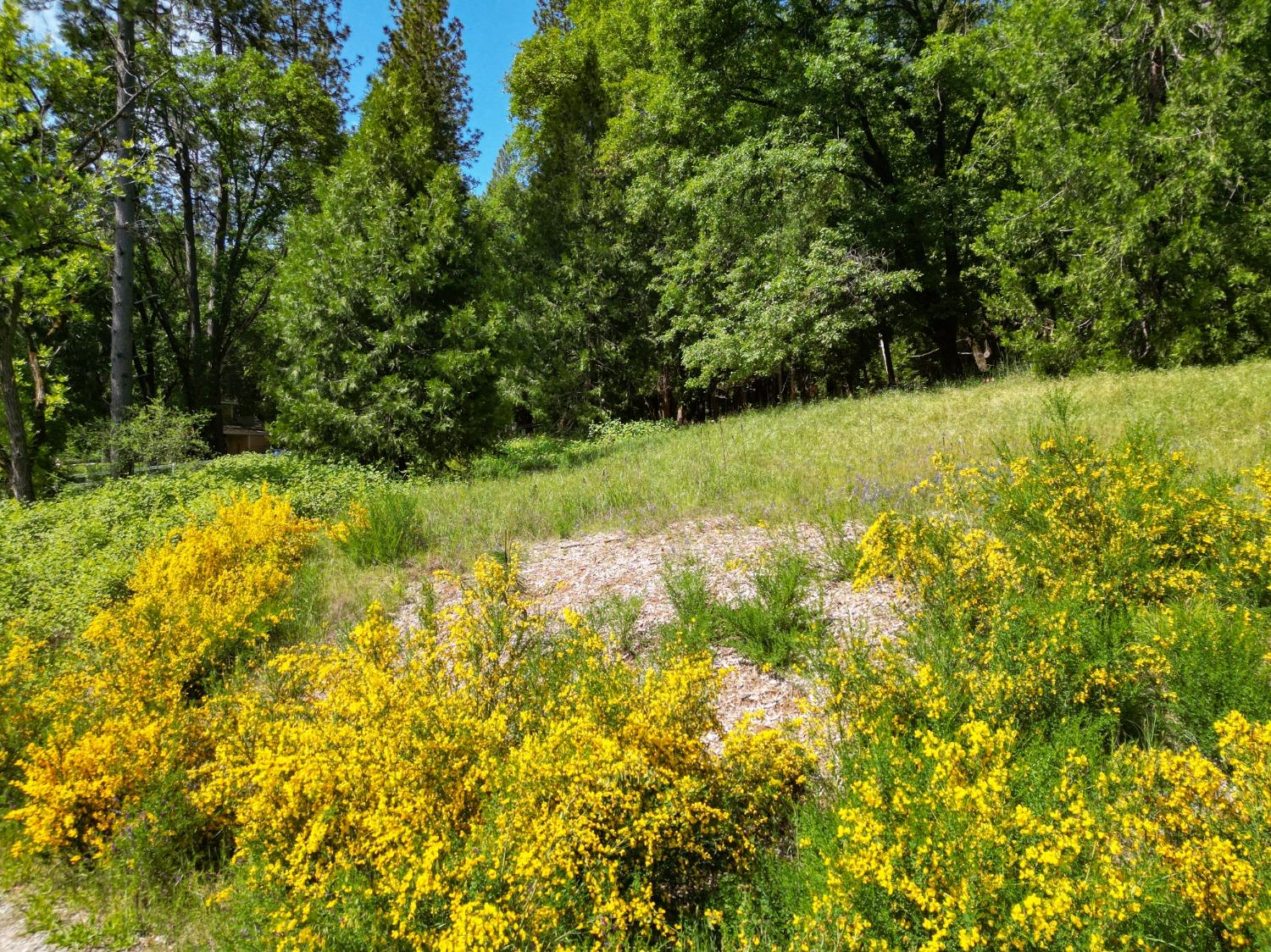 Bitney Springs Road, Nevada City, California image 48