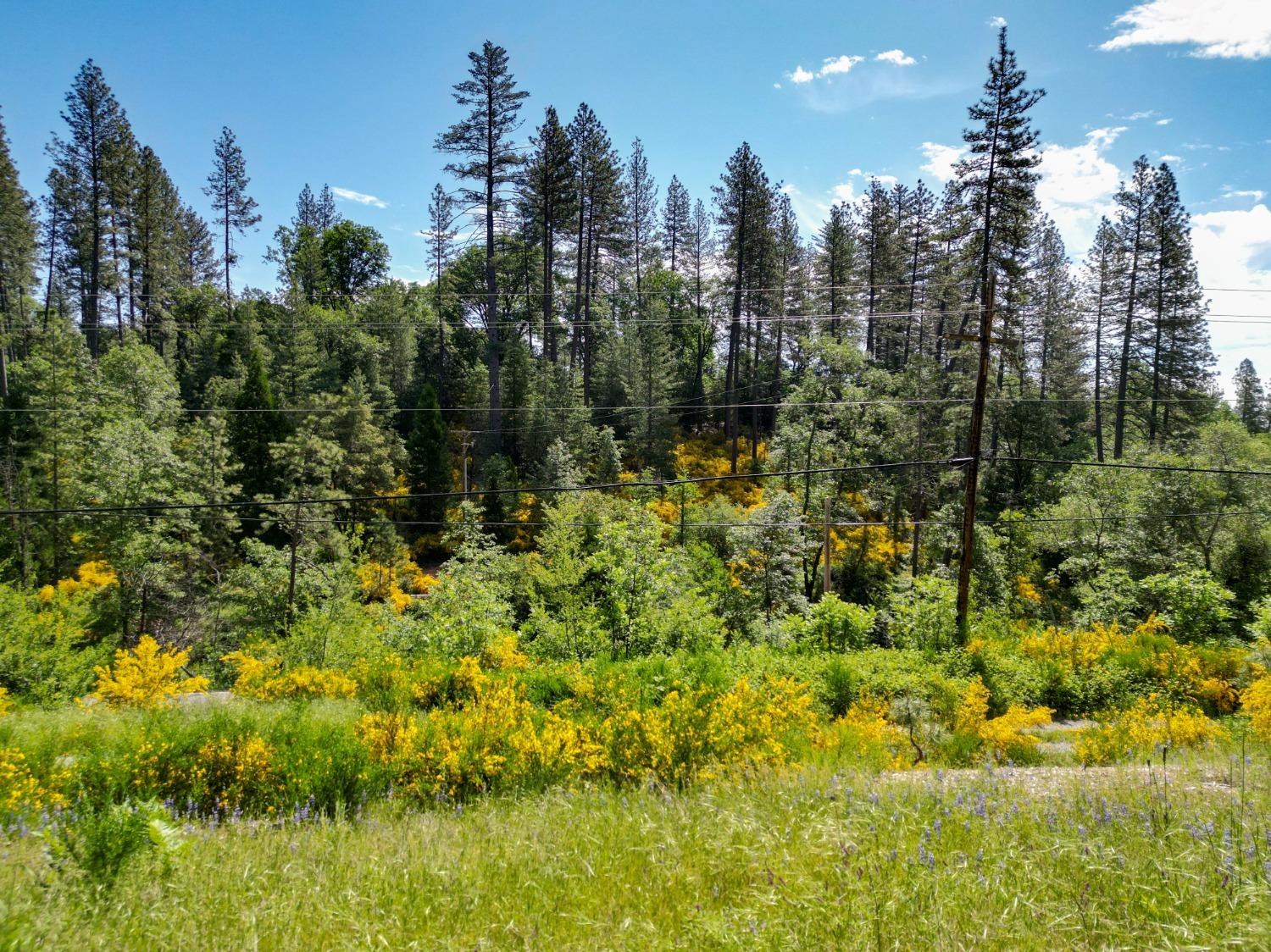 Bitney Springs Road, Nevada City, California image 46