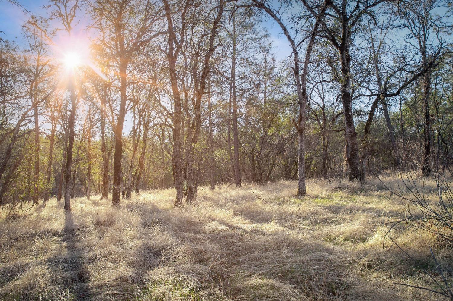 Macdonald Road, Grass Valley, California image 2