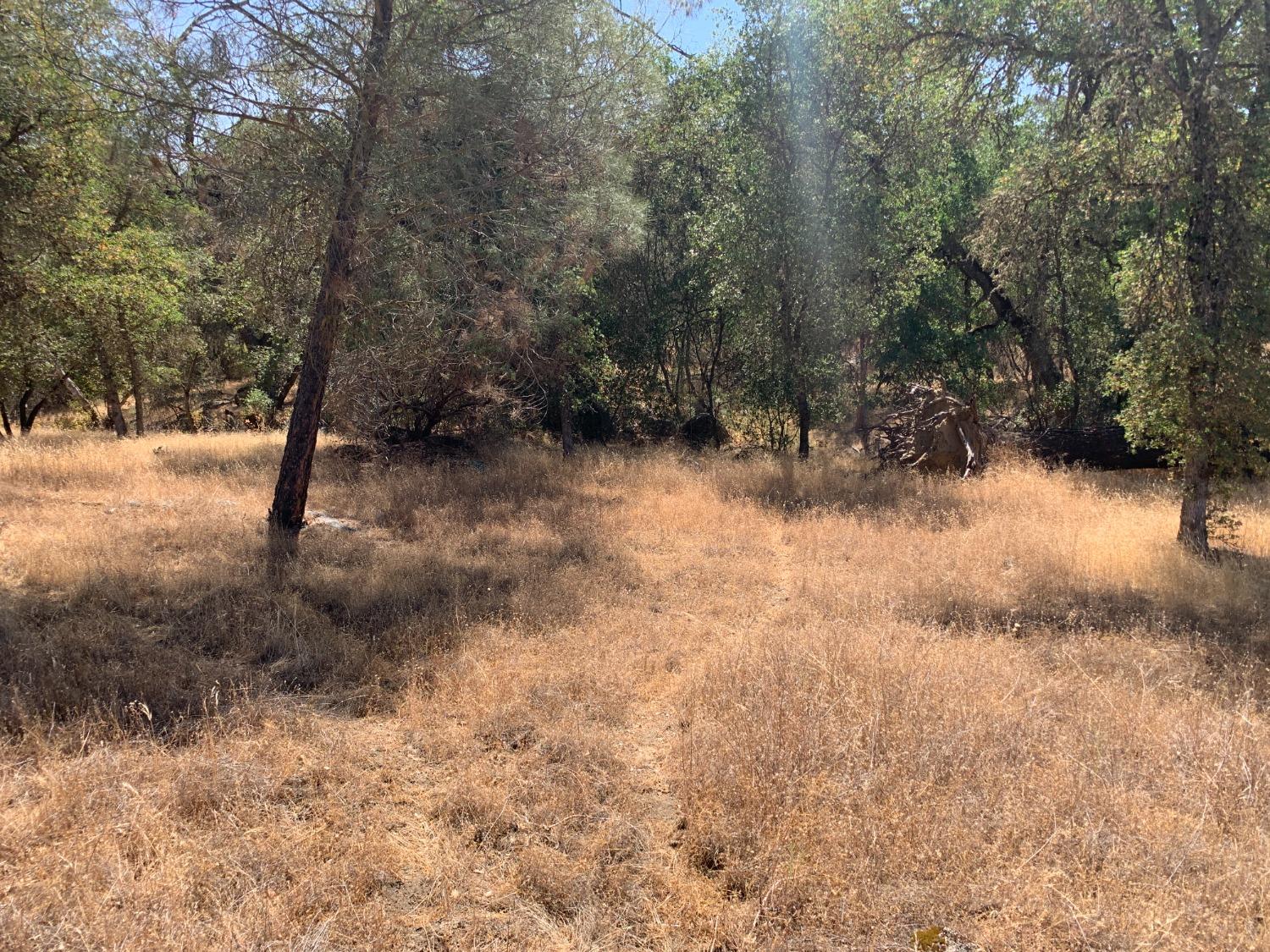 Burl Drive, Mariposa, California image 7