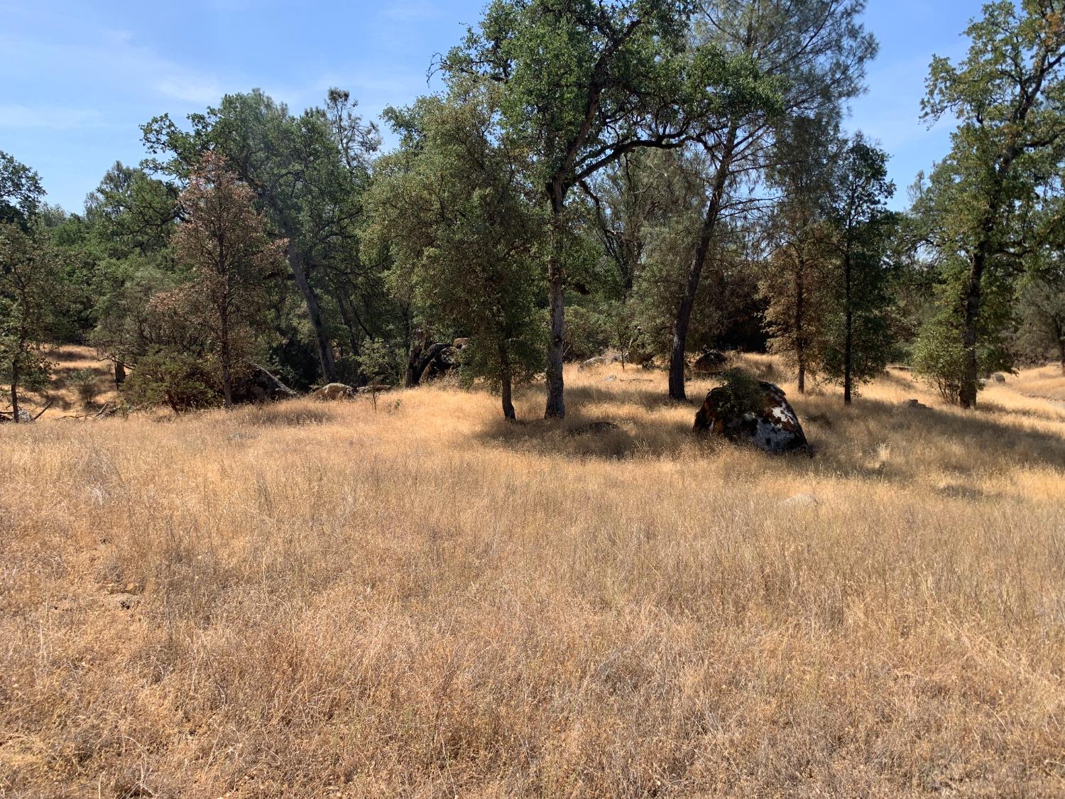 Burl Drive, Mariposa, California image 5
