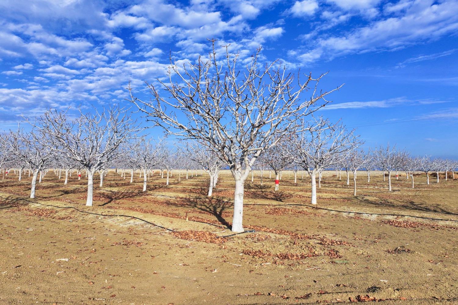 W Conejo, Cantua Creek, California image 3