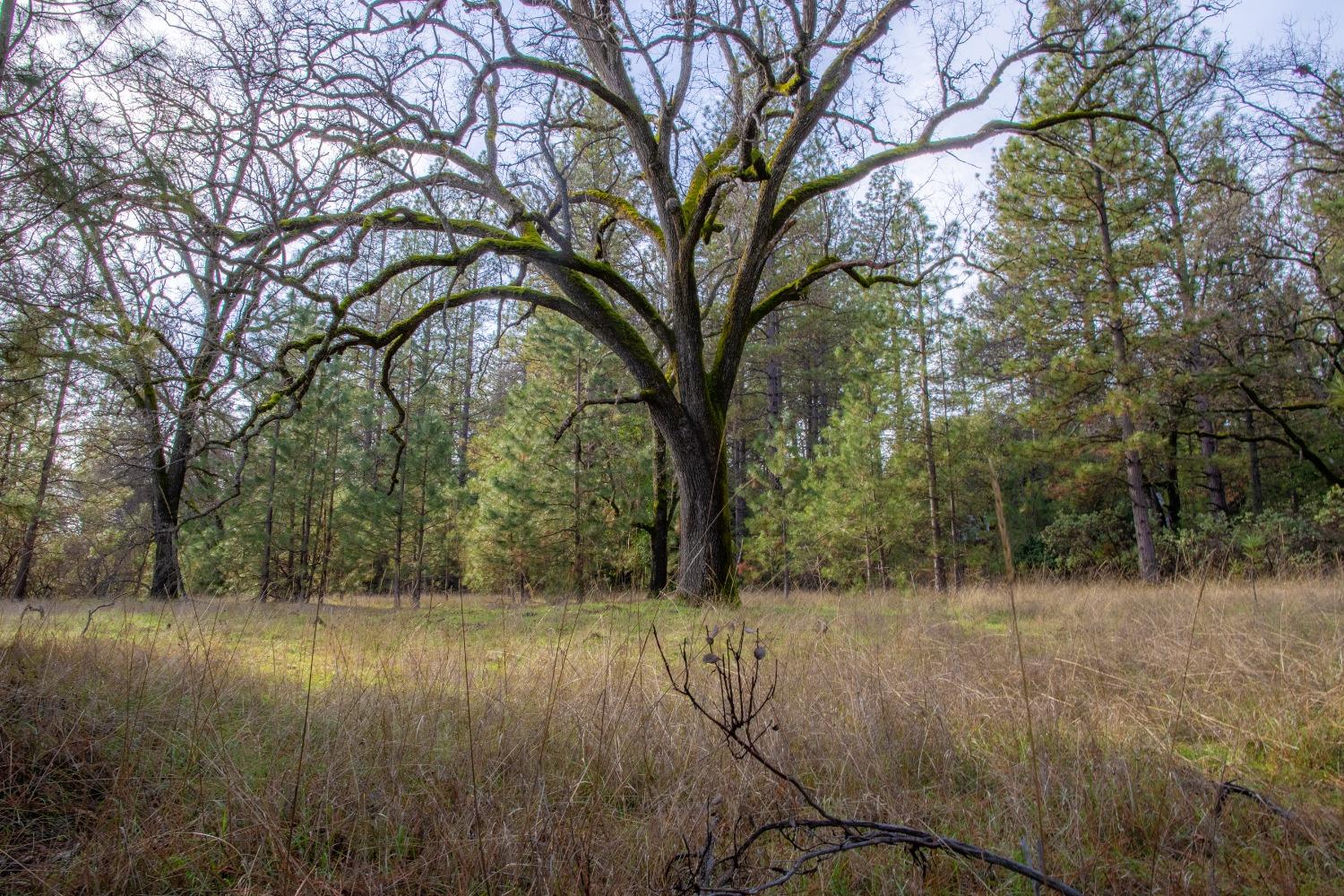 Detail Gallery Image 2 of 10 For 0 Sw Homestead  Road, Pine Grove,  CA 95665 - – Beds | – Baths