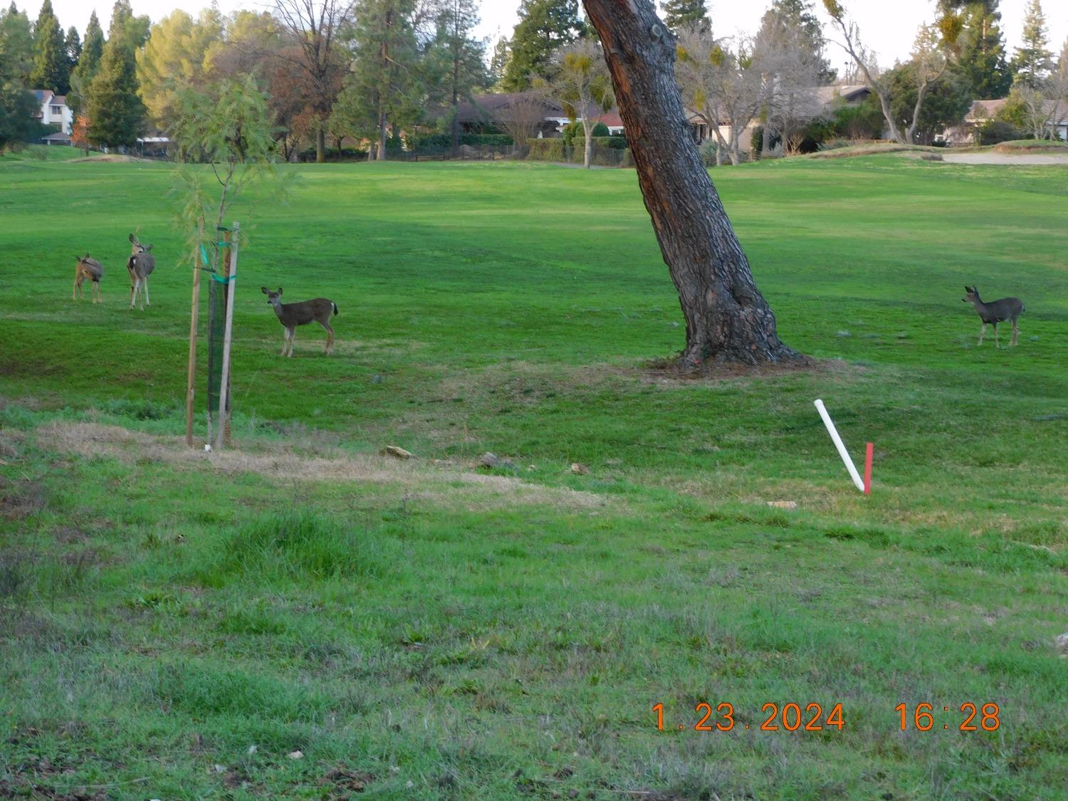 Pescado Circle, Rancho Murieta, California image 4