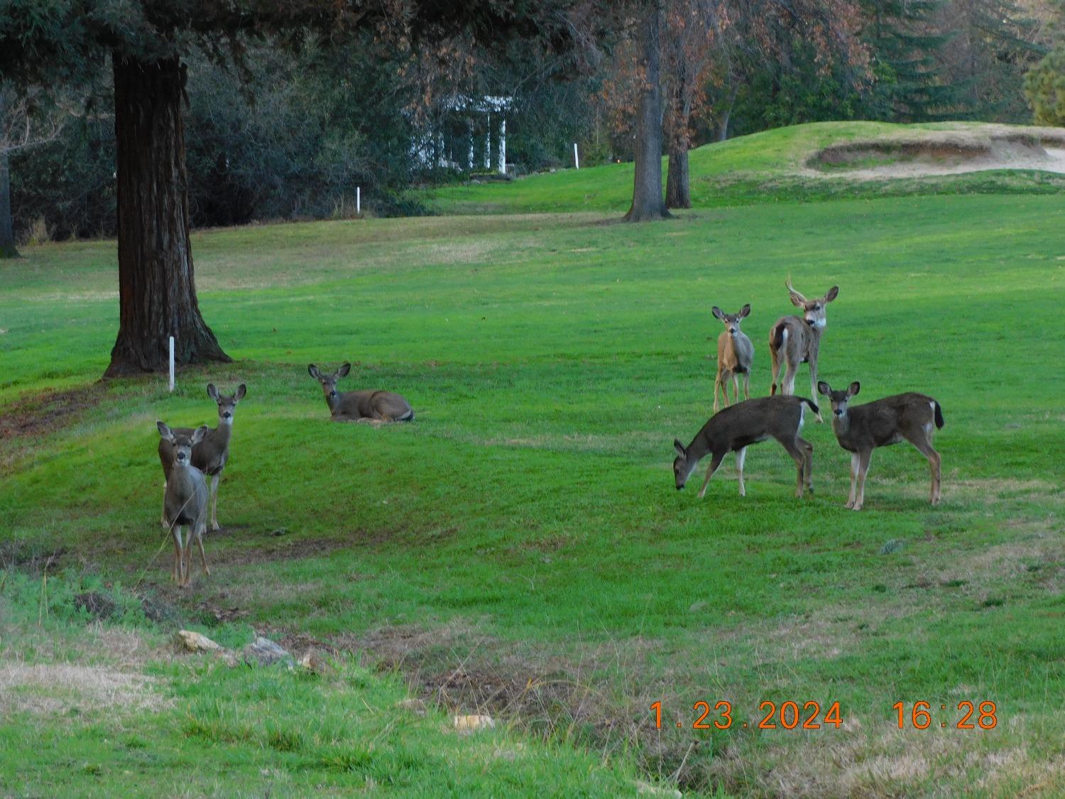 Pescado Circle, Rancho Murieta, California image 5