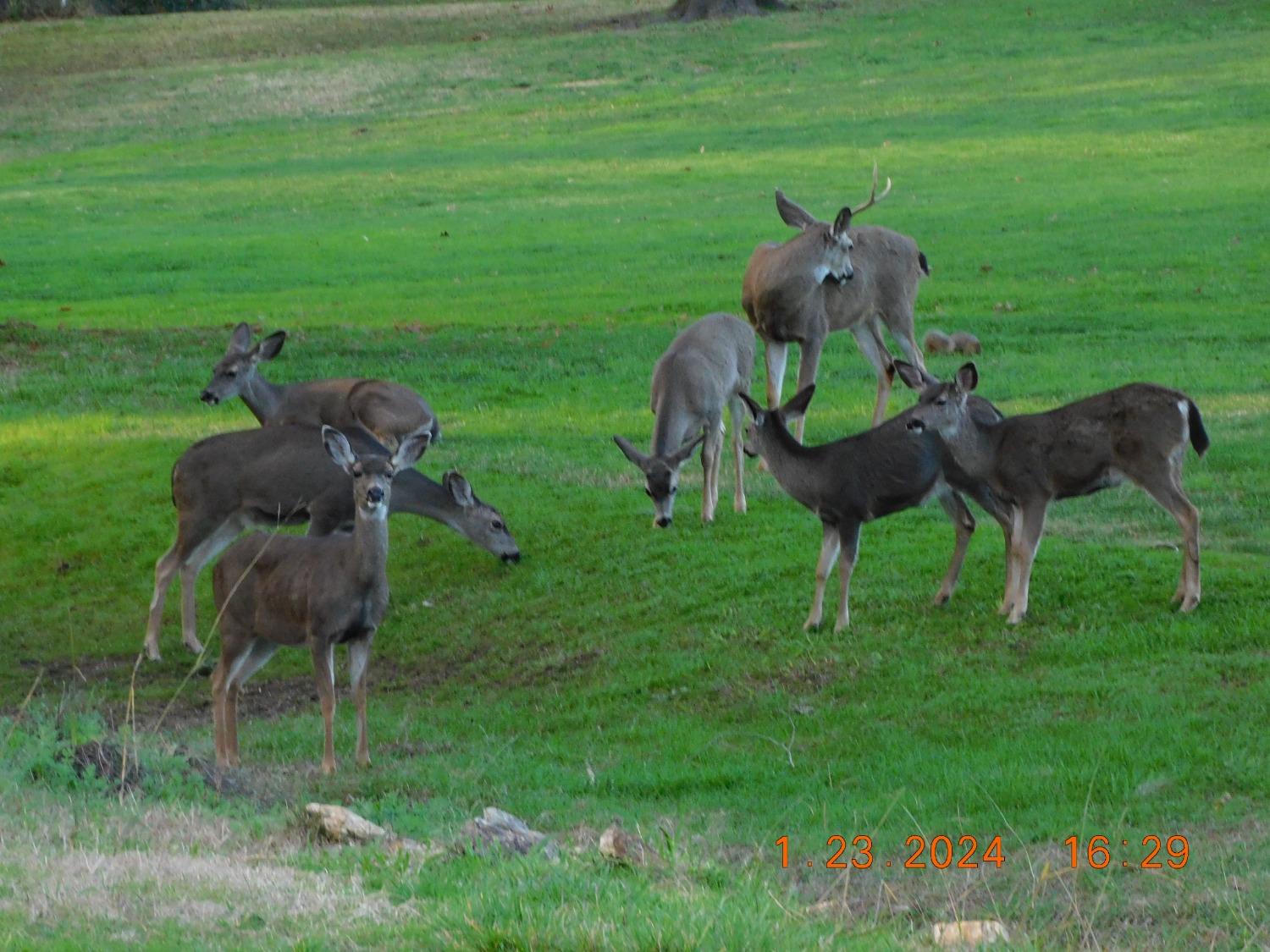 Pescado Circle, Rancho Murieta, California image 6