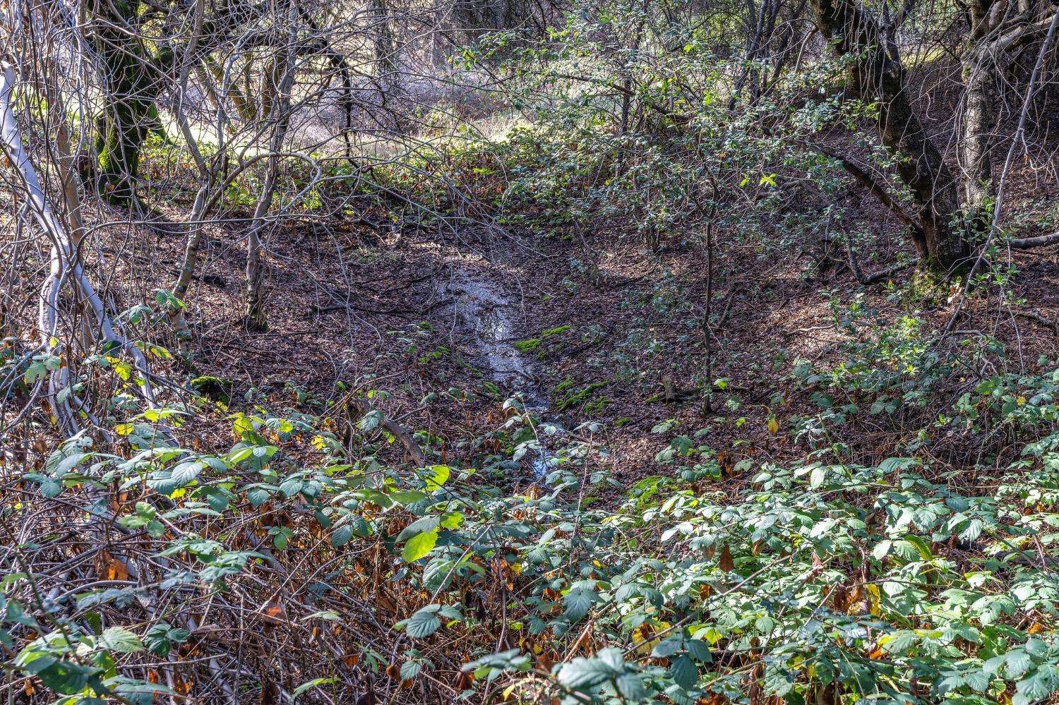 Red Mule Road, Fiddletown, California image 7