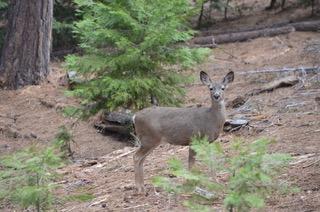 Pine Ridge Drive, Grizzly Flats, California image 45