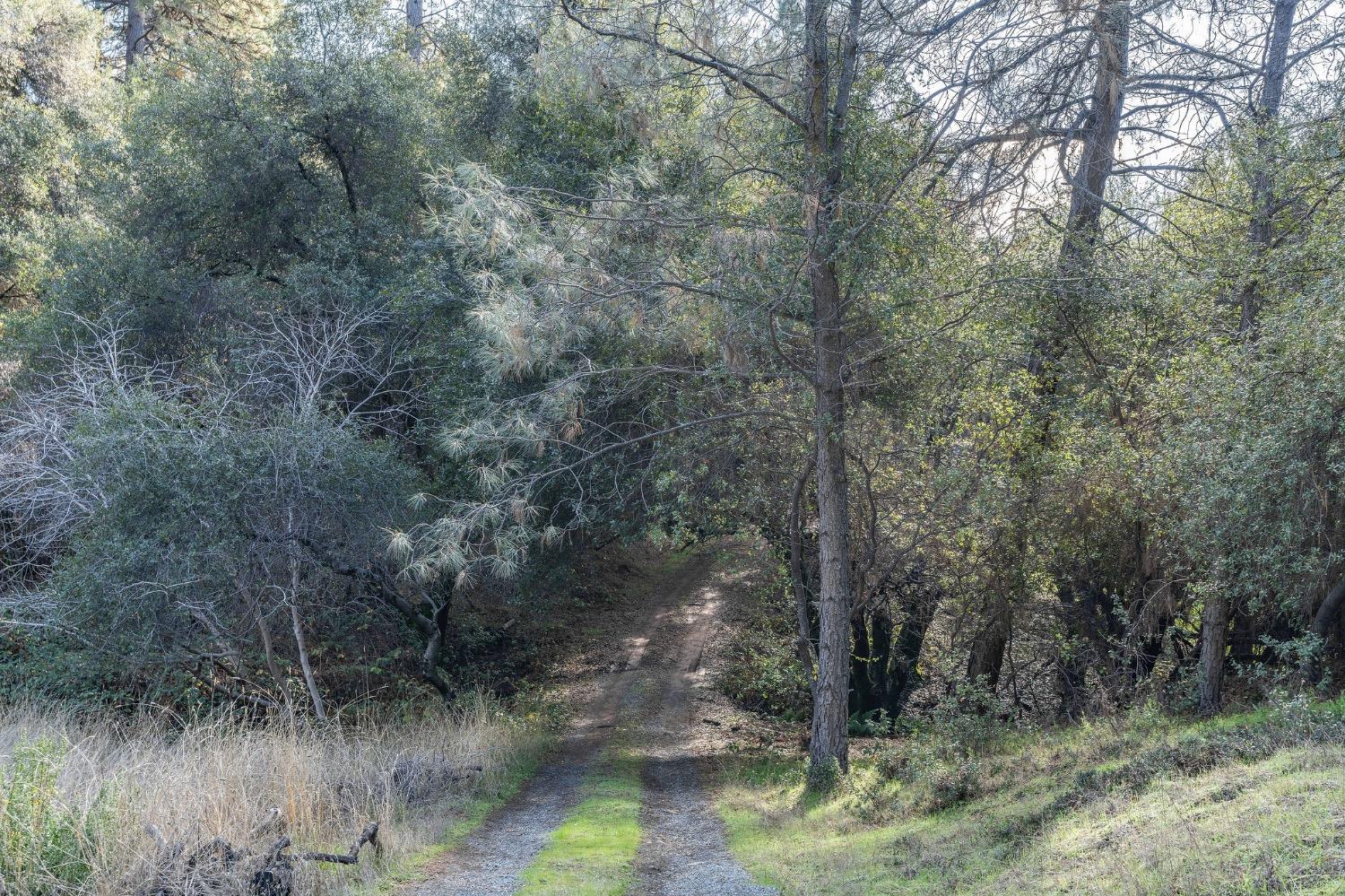 Red Mule Road, Fiddletown, California image 5