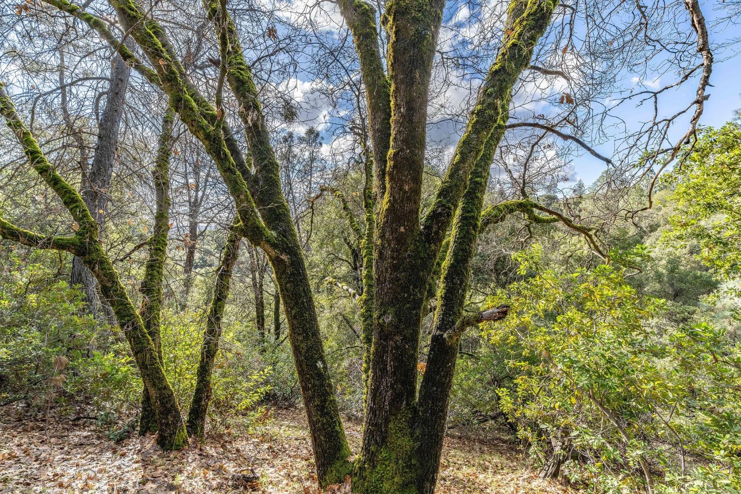 Red Mule Road, Fiddletown, California image 18