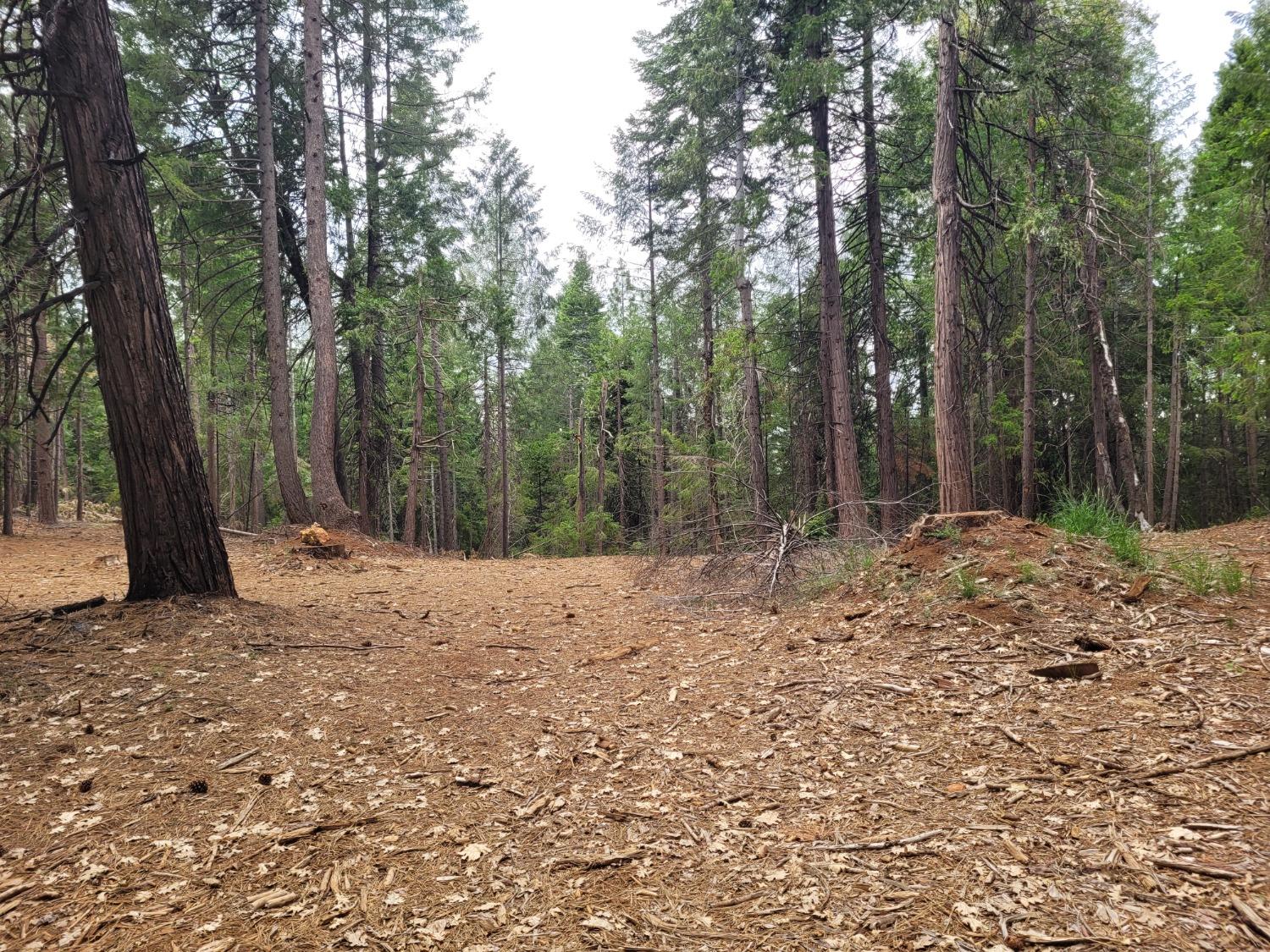 Banner Mtn Lookout Road, Nevada City, California image 3