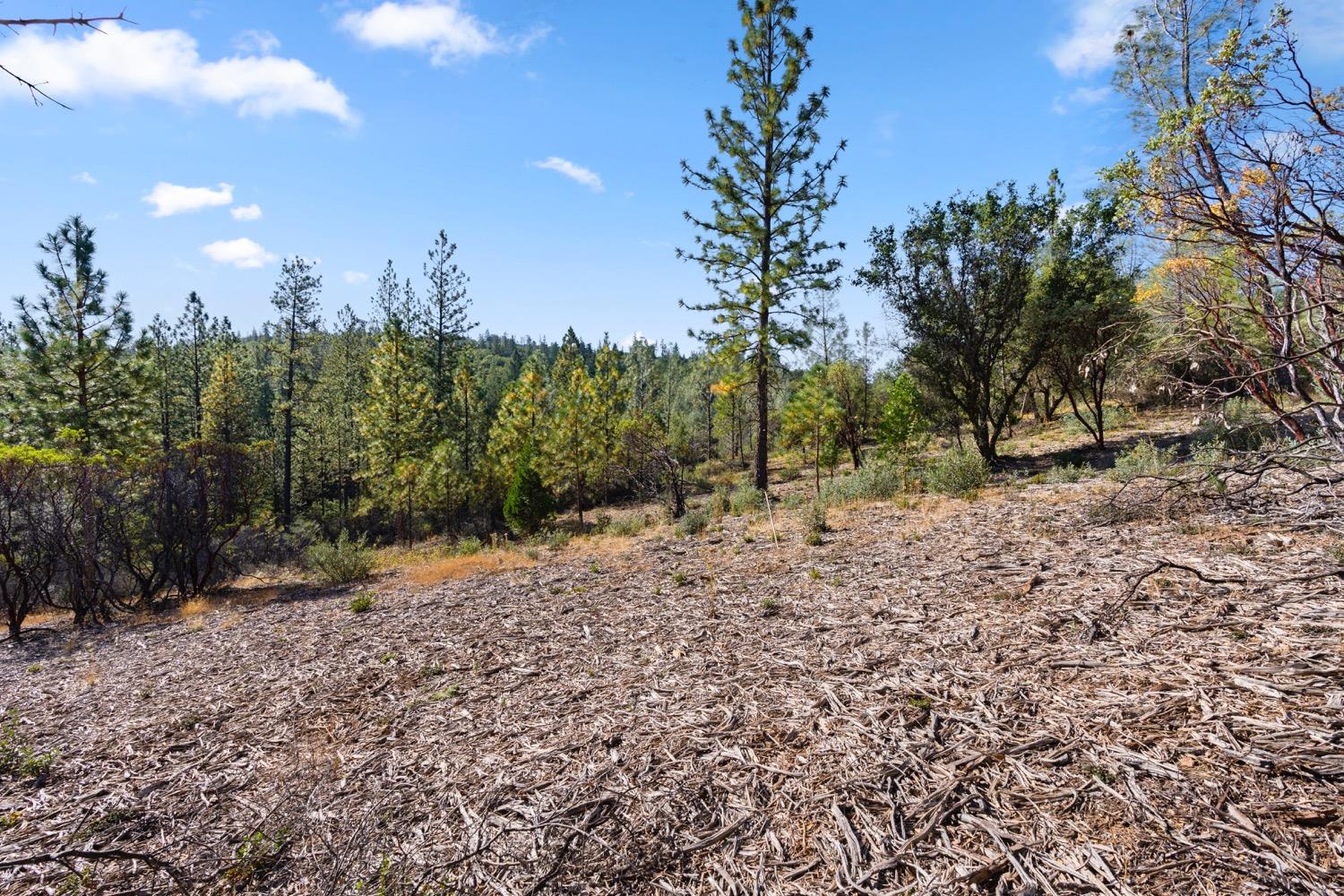 Sun Shadow, Nevada City, California image 6