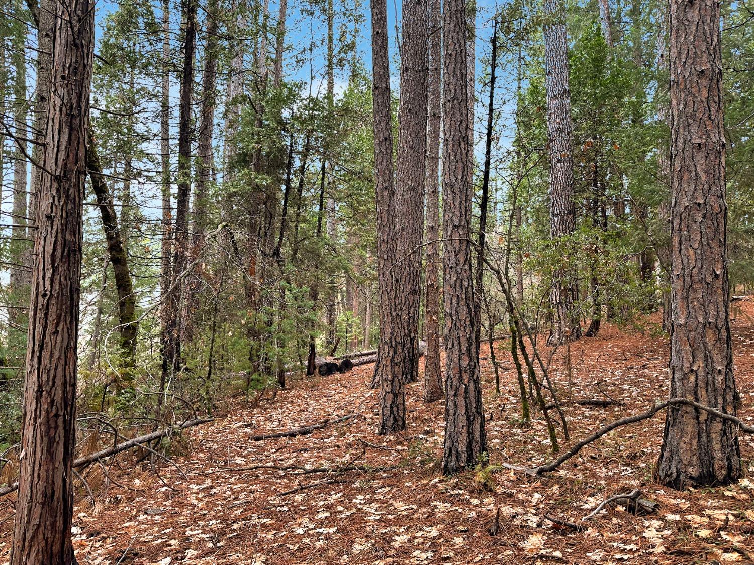 Sutter Way, Nevada City, California image 17