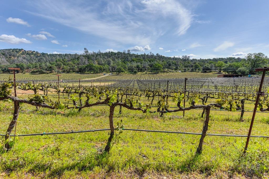 Sicard Flat Road, Browns Valley, California image 22