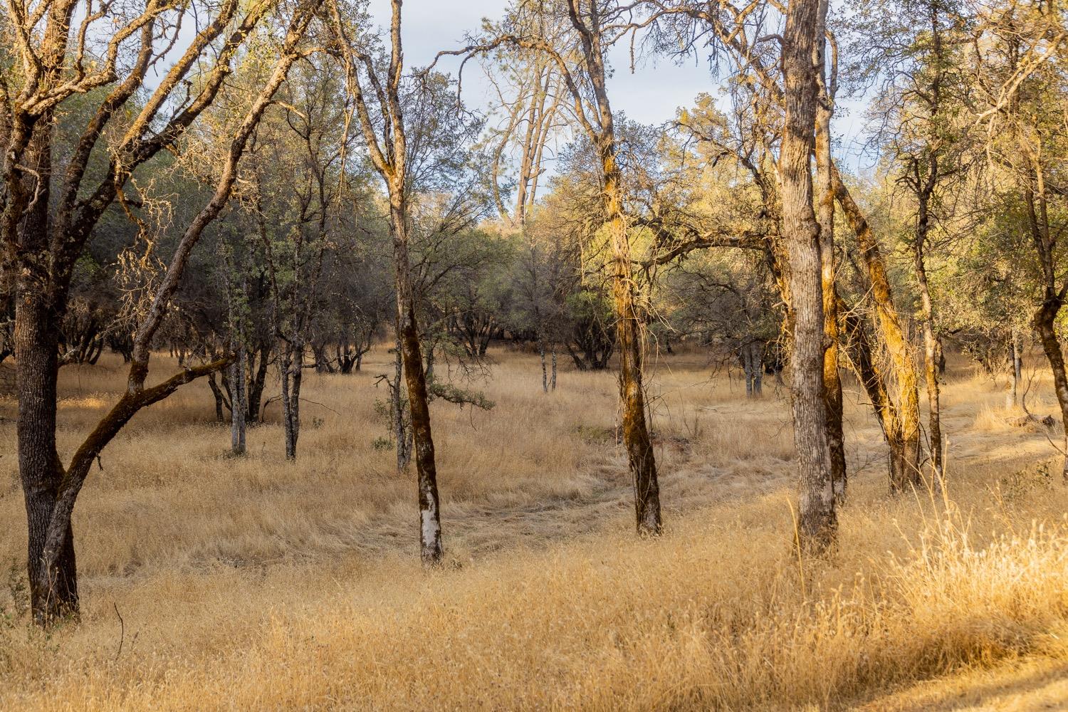Mariposa Trail, Penn Valley, California image 21