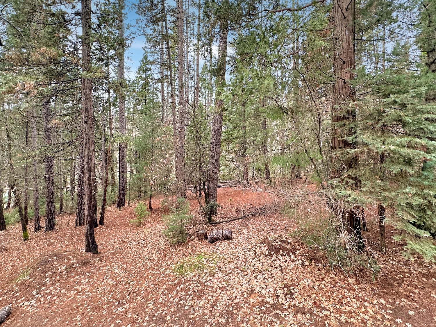 Sutter Way, Nevada City, California image 22