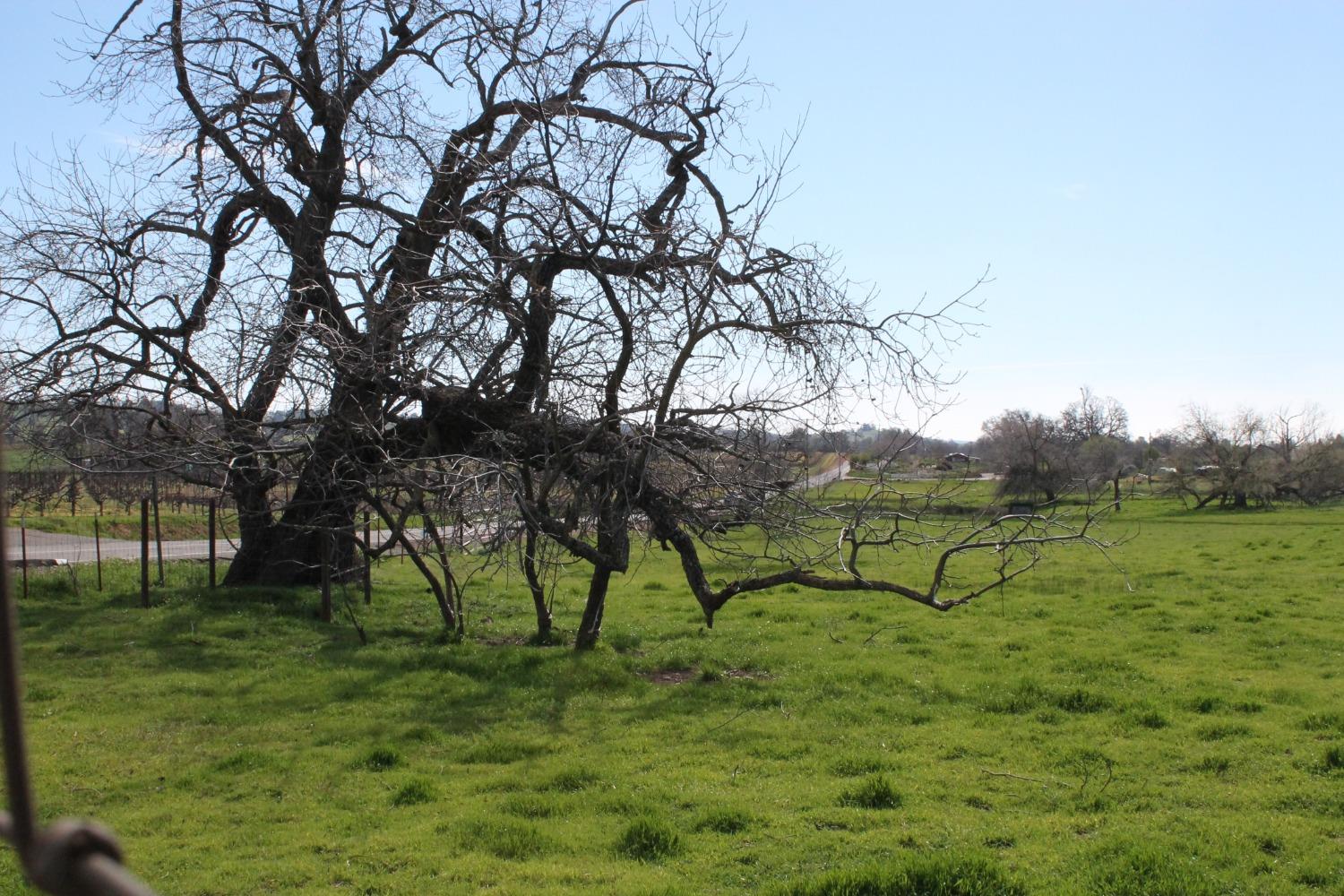 Shenandoah Road, Plymouth, California image 3