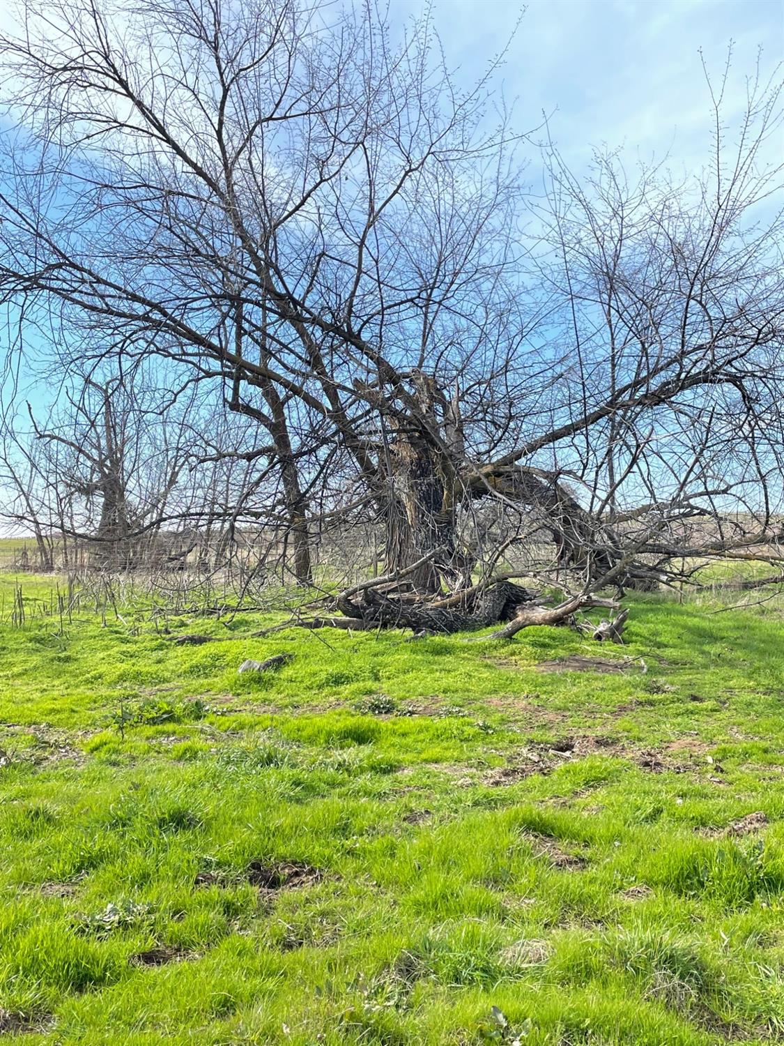 Shenandoah Road, Plymouth, California image 18