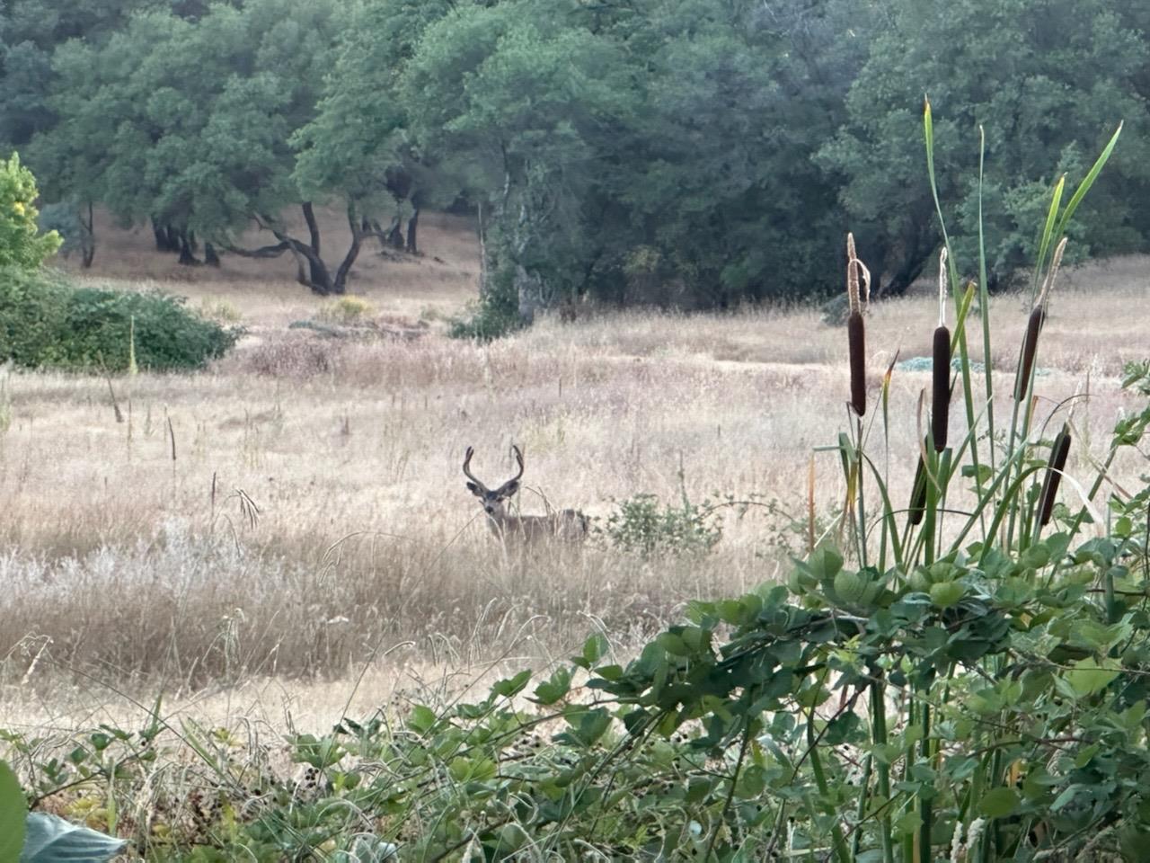 Mariposa Trail, Penn Valley, California image 6