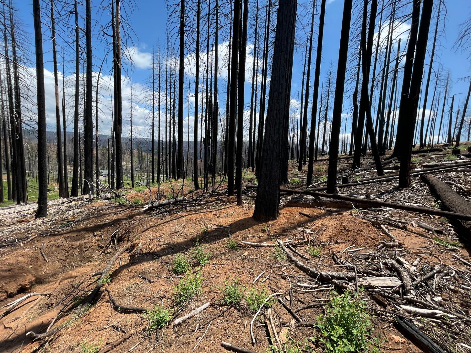 Tyler Drive, Grizzly Flats, California image 19