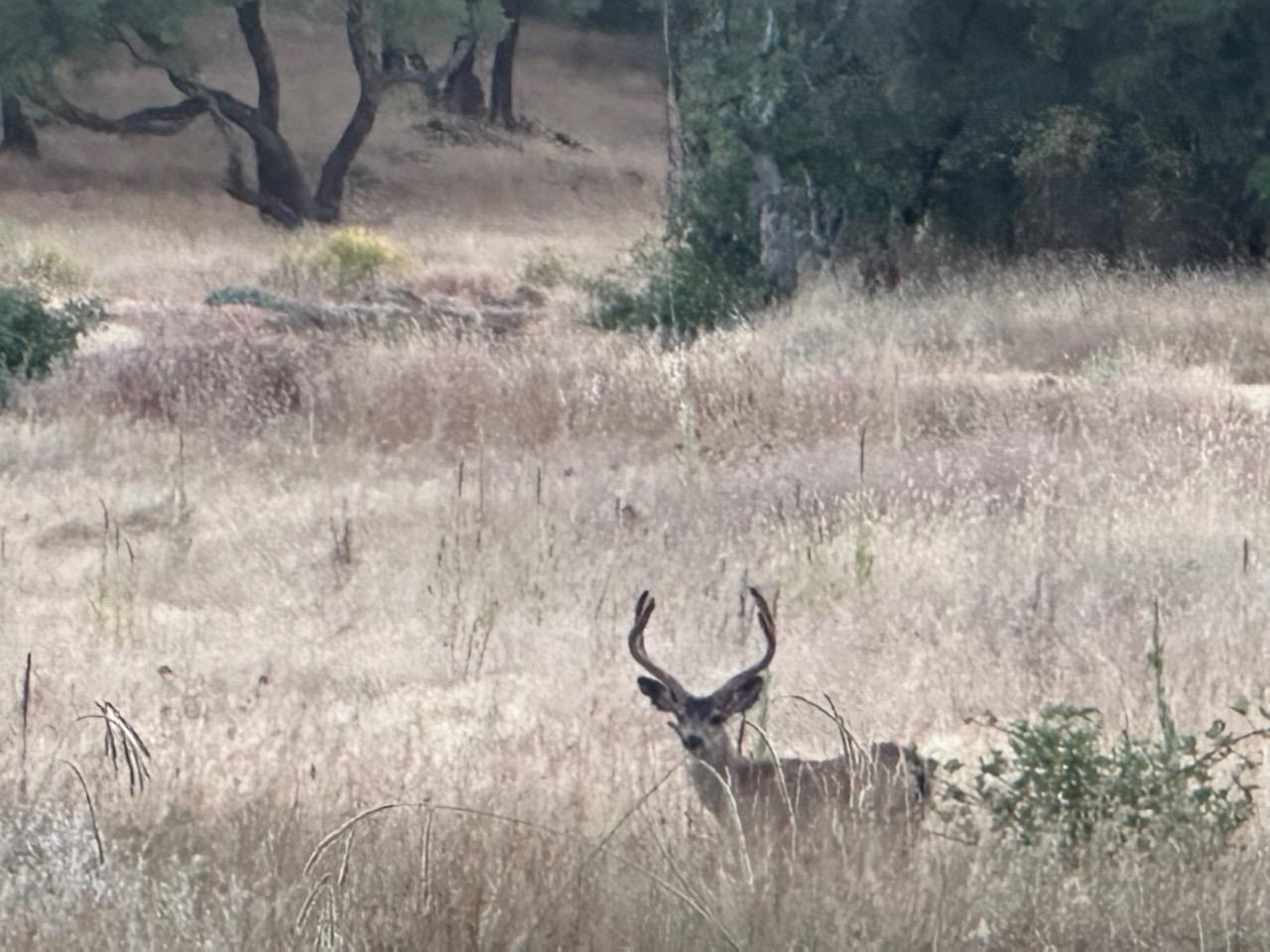 Mariposa Trail, Penn Valley, California image 9