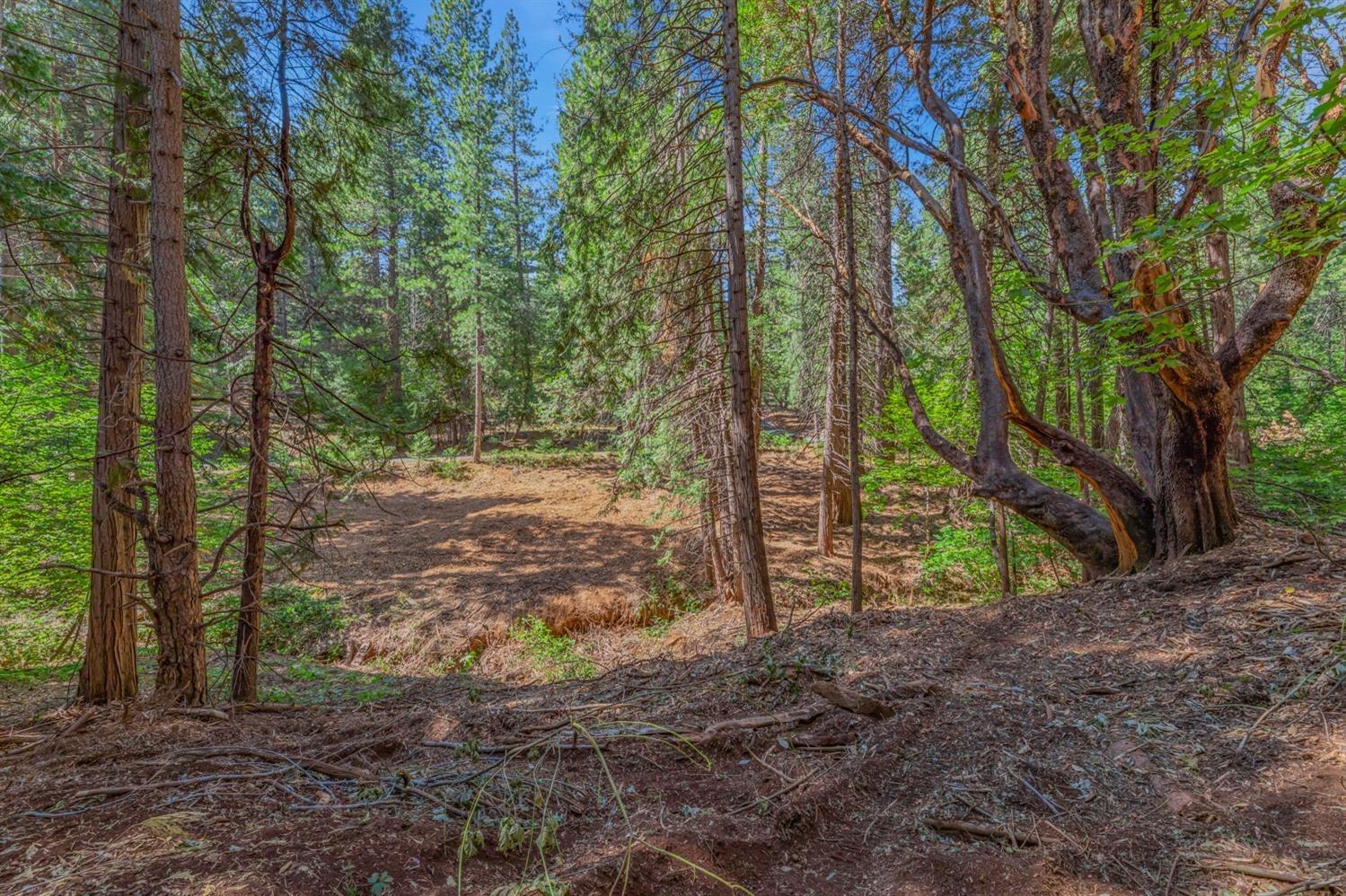 Ashland Drive, Pioneer, California image 9