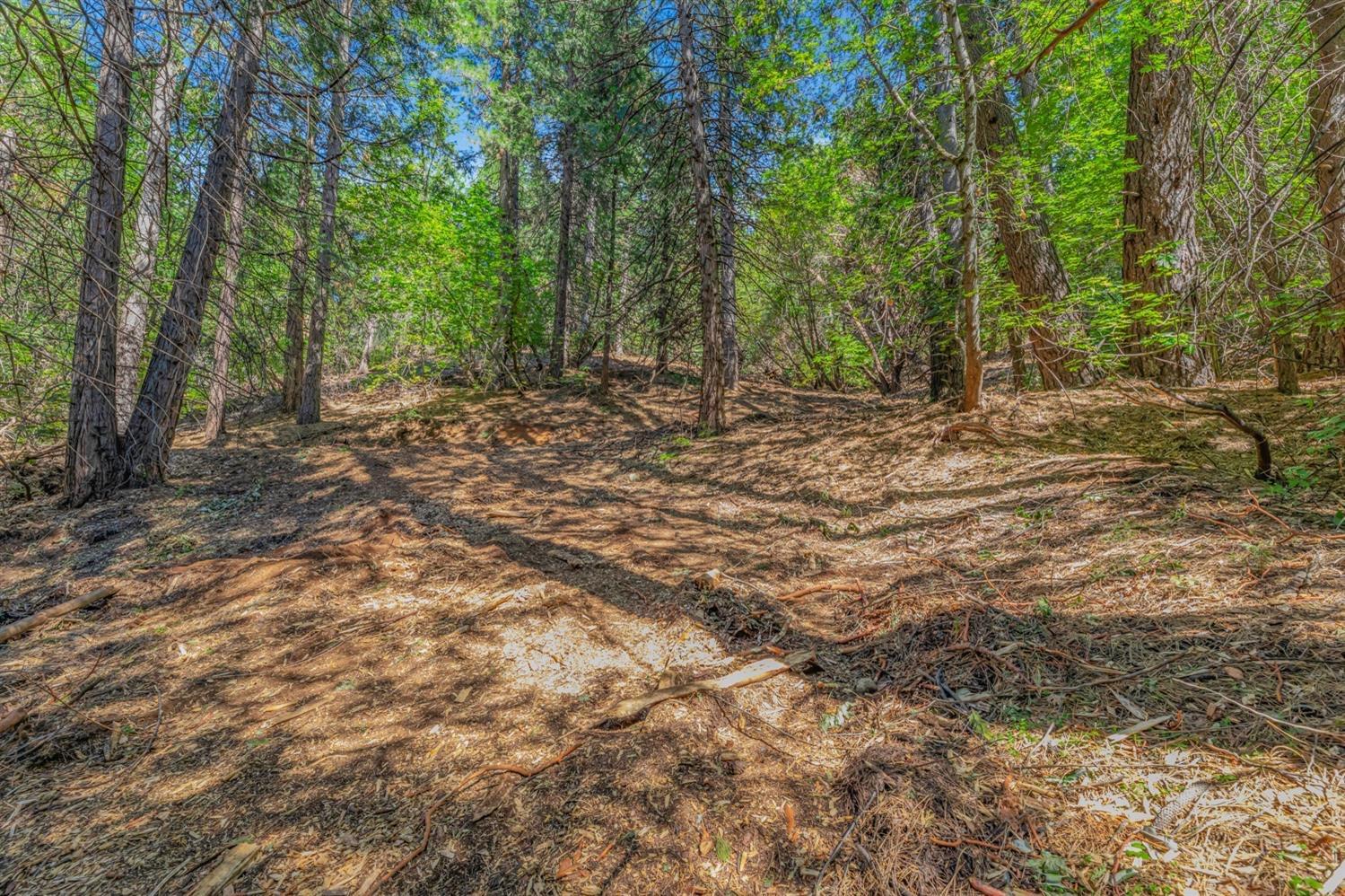 Ashland Drive, Pioneer, California image 6
