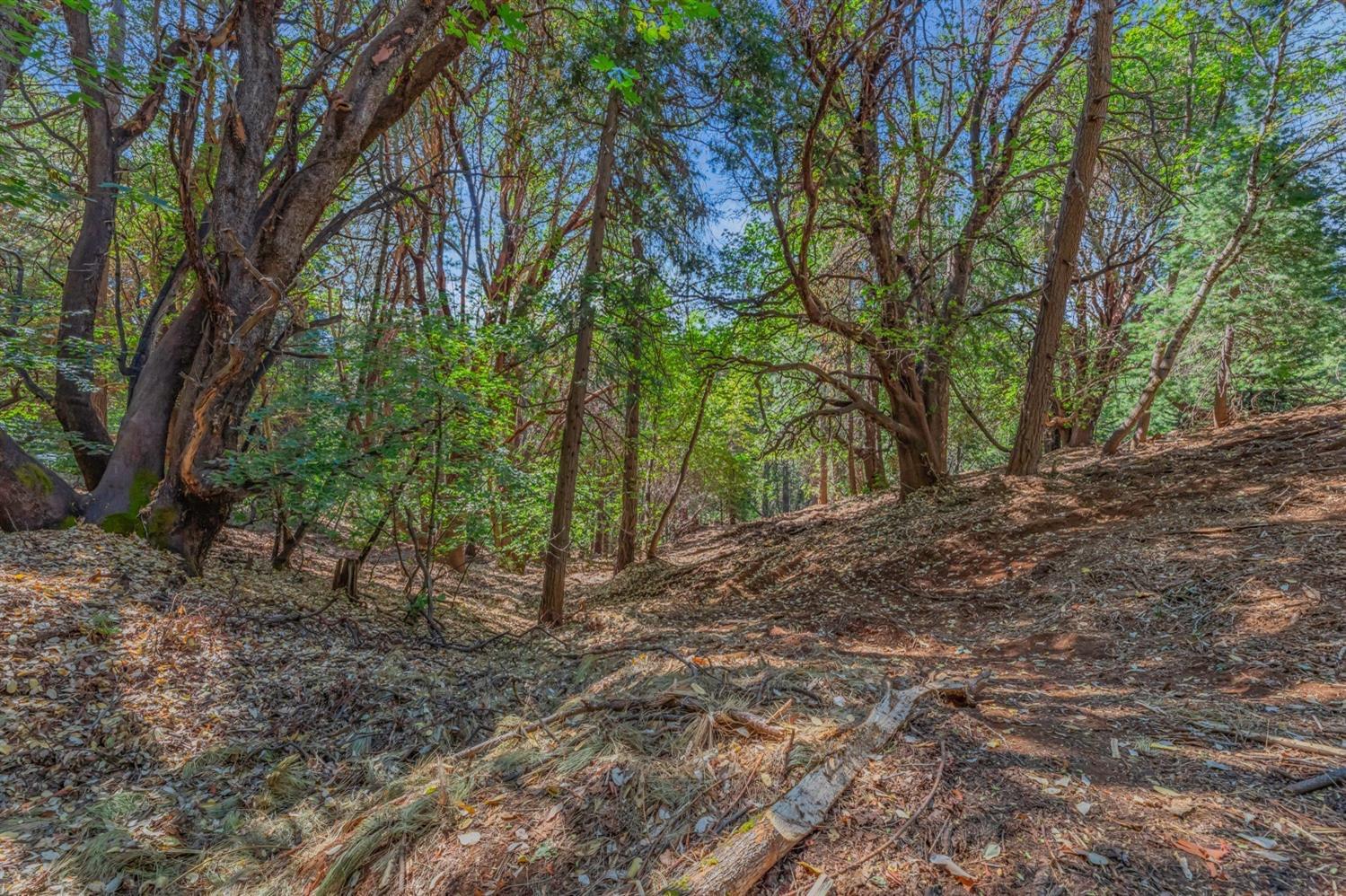 Ashland Drive, Pioneer, California image 5