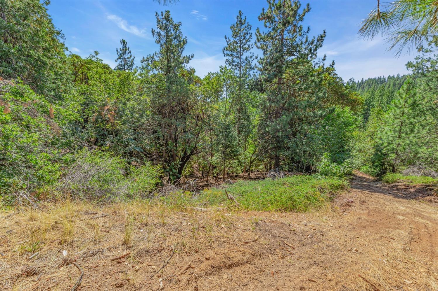 Ashland Drive, Pioneer, California image 4