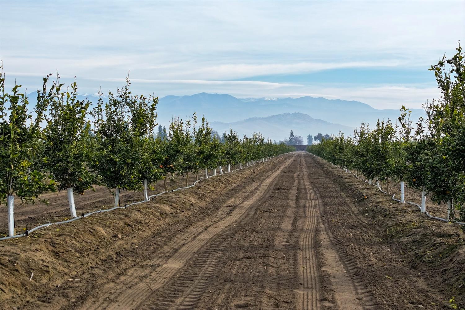 Road 176, Exeter, California image 17