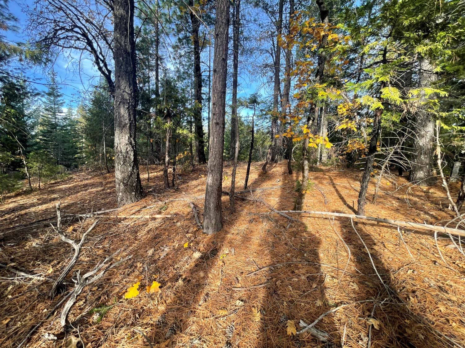 Detail Gallery Image 12 of 16 For 16605 Buckeye Rd, Nevada City,  CA 95959 - – Beds | – Baths