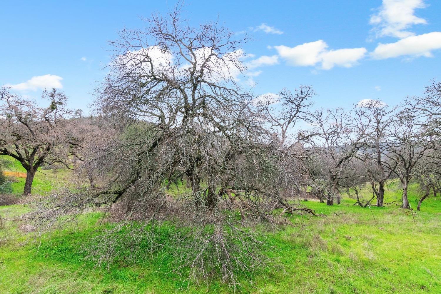 Canfield Circle, Cameron Park, California image 34