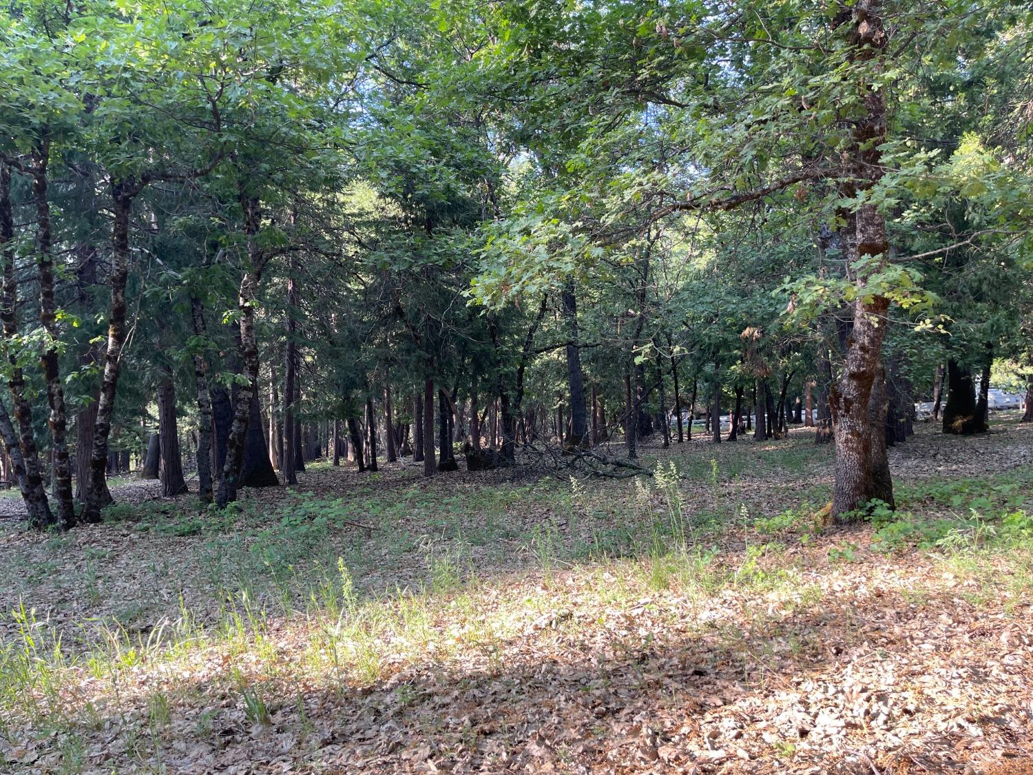 Madrone Forest Drive, Nevada City, California image 2