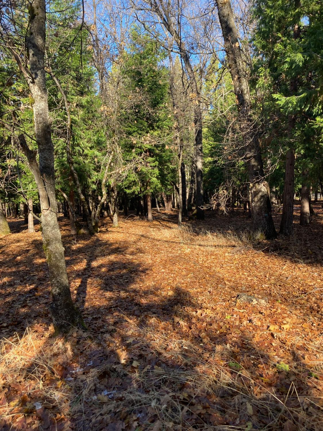 Madrone Forest Drive, Nevada City, California image 8