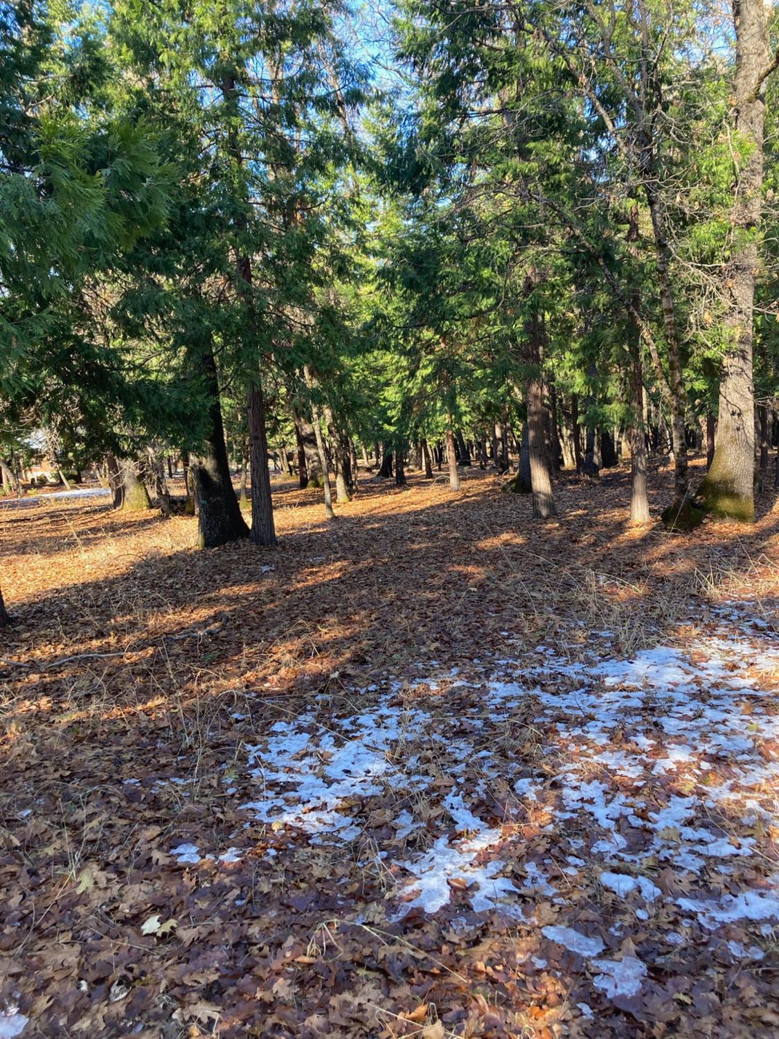 Madrone Forest Drive, Nevada City, California image 9