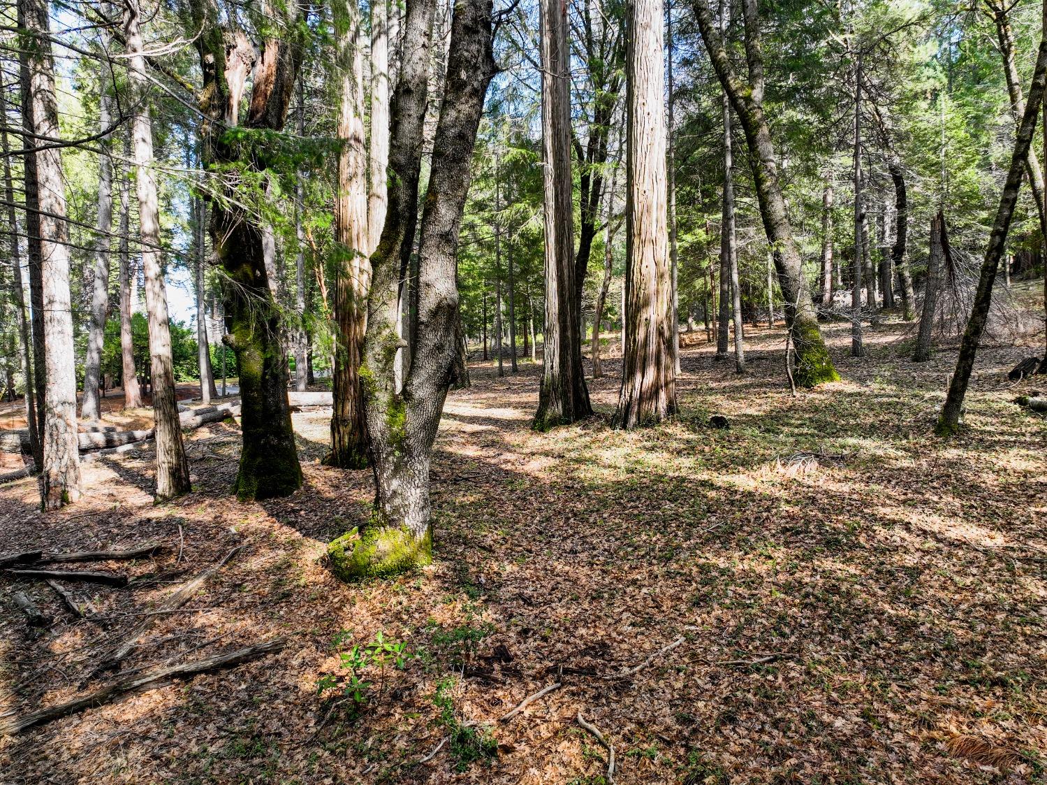 Detail Gallery Image 4 of 30 For 12043 Pasquale Rd, Nevada City,  CA 95959 - – Beds | – Baths