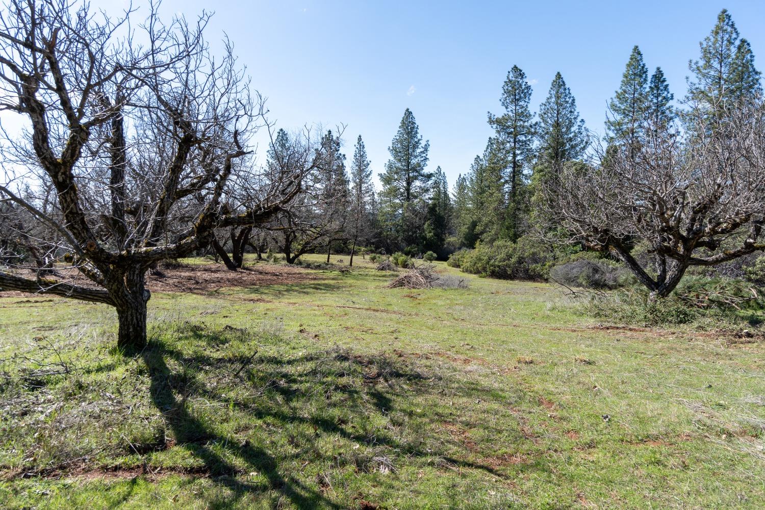 Bear Creek Road, Garden Valley, California image 50