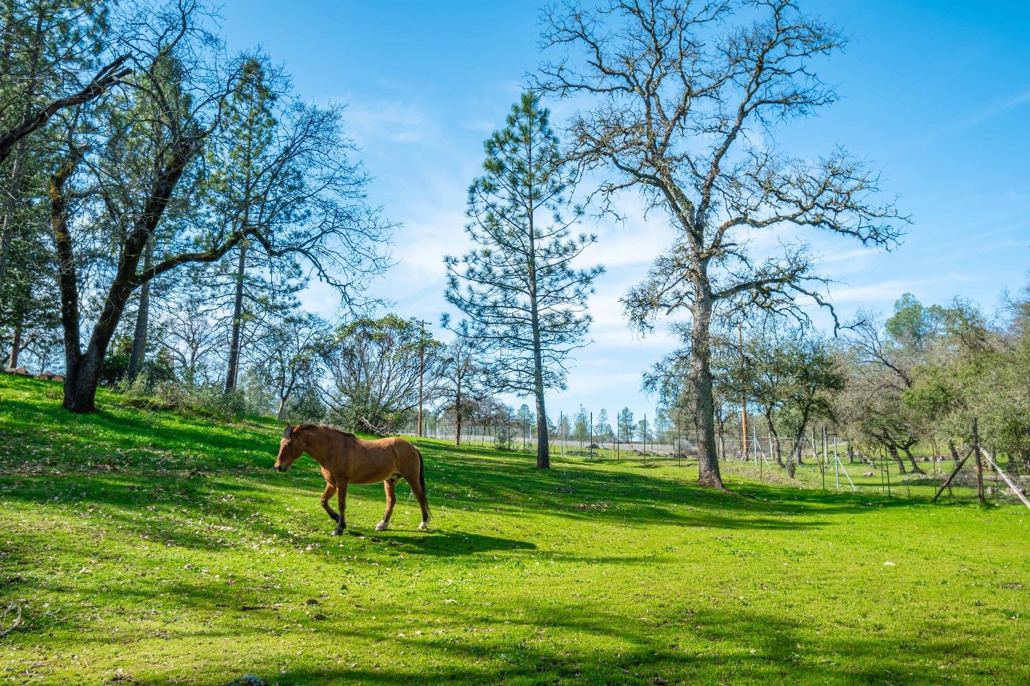 Creek Park Ranch Road, Garden Valley, California image 40