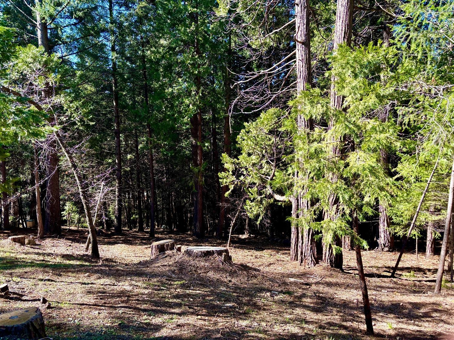 Photo of Park Woods Dr in Pollock Pines, CA
