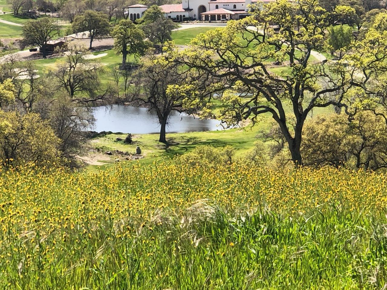 Paseo Tranquilo, Lincoln, California image 8