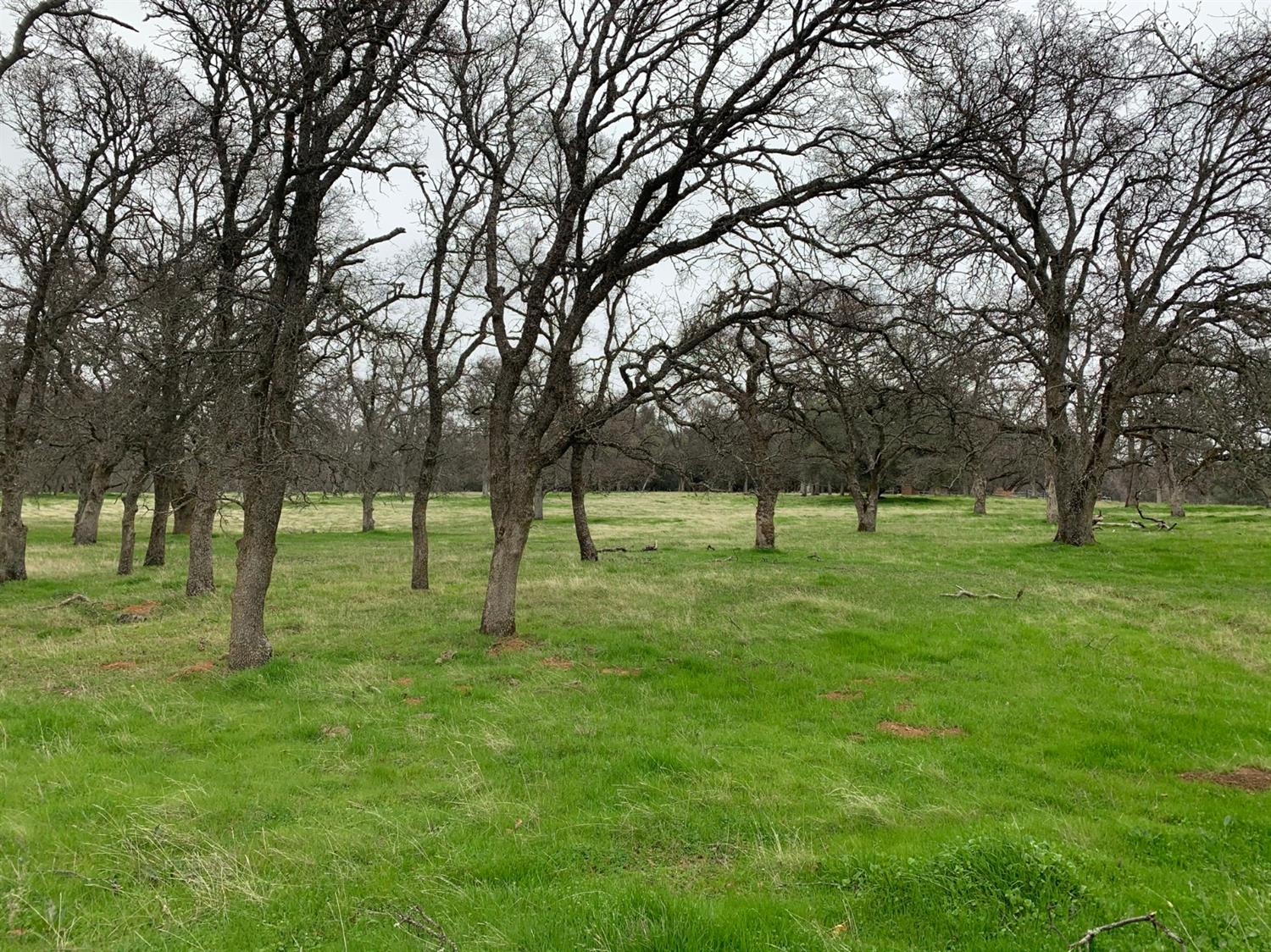 Dry Creek Lane, Browns Valley, California image 9