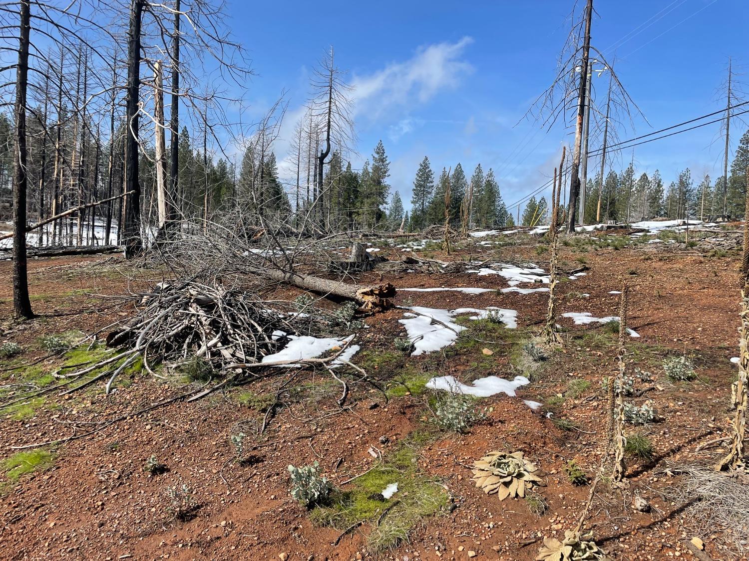 Grizzly Flat Road, Grizzly Flats, California image 4