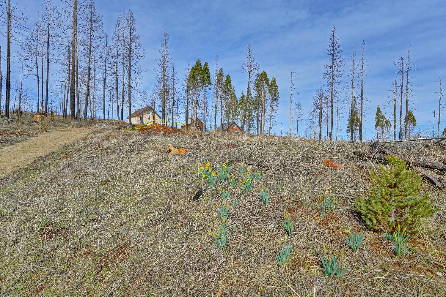 Sciaroni Road, Grizzly Flats, California image 6