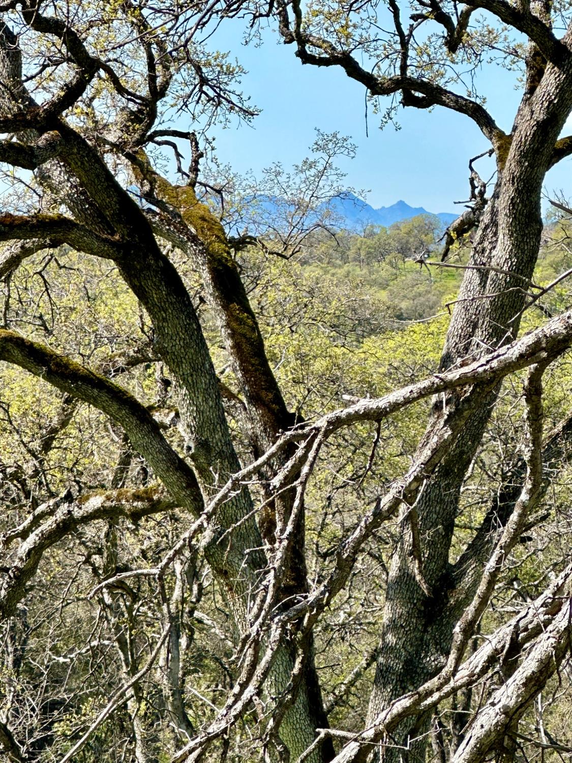 Dawn Drive, Loma Rica, California image 21