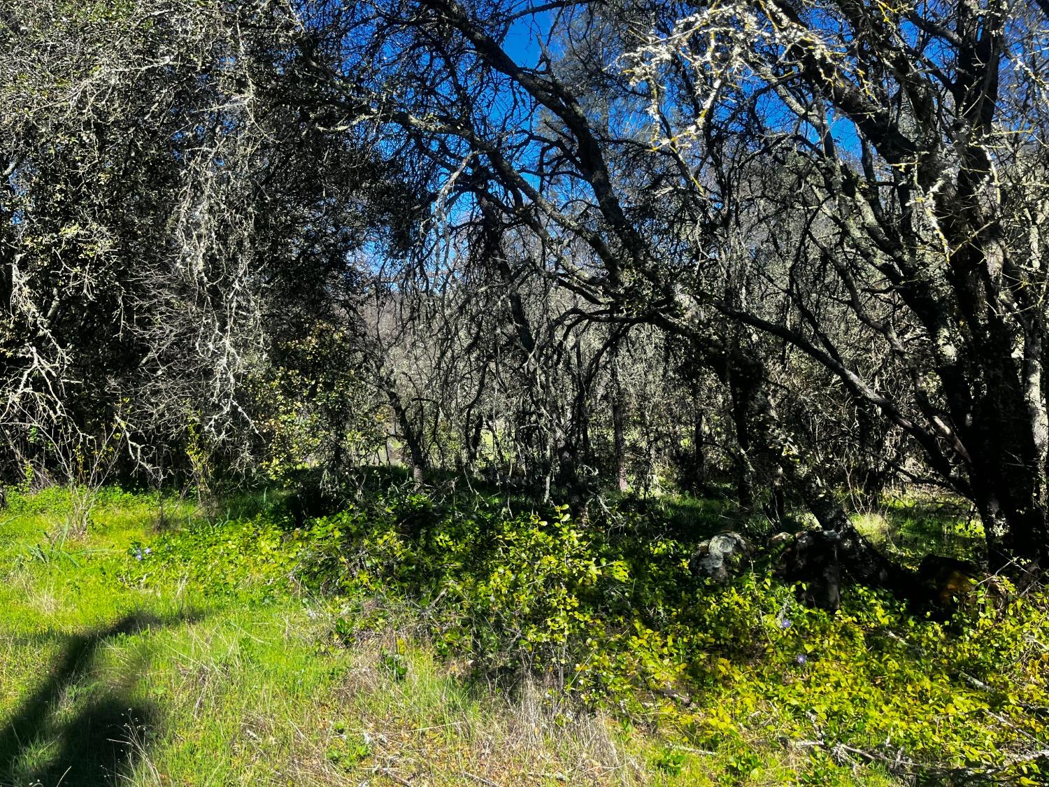 Penny Way, Browns Valley, California image 1