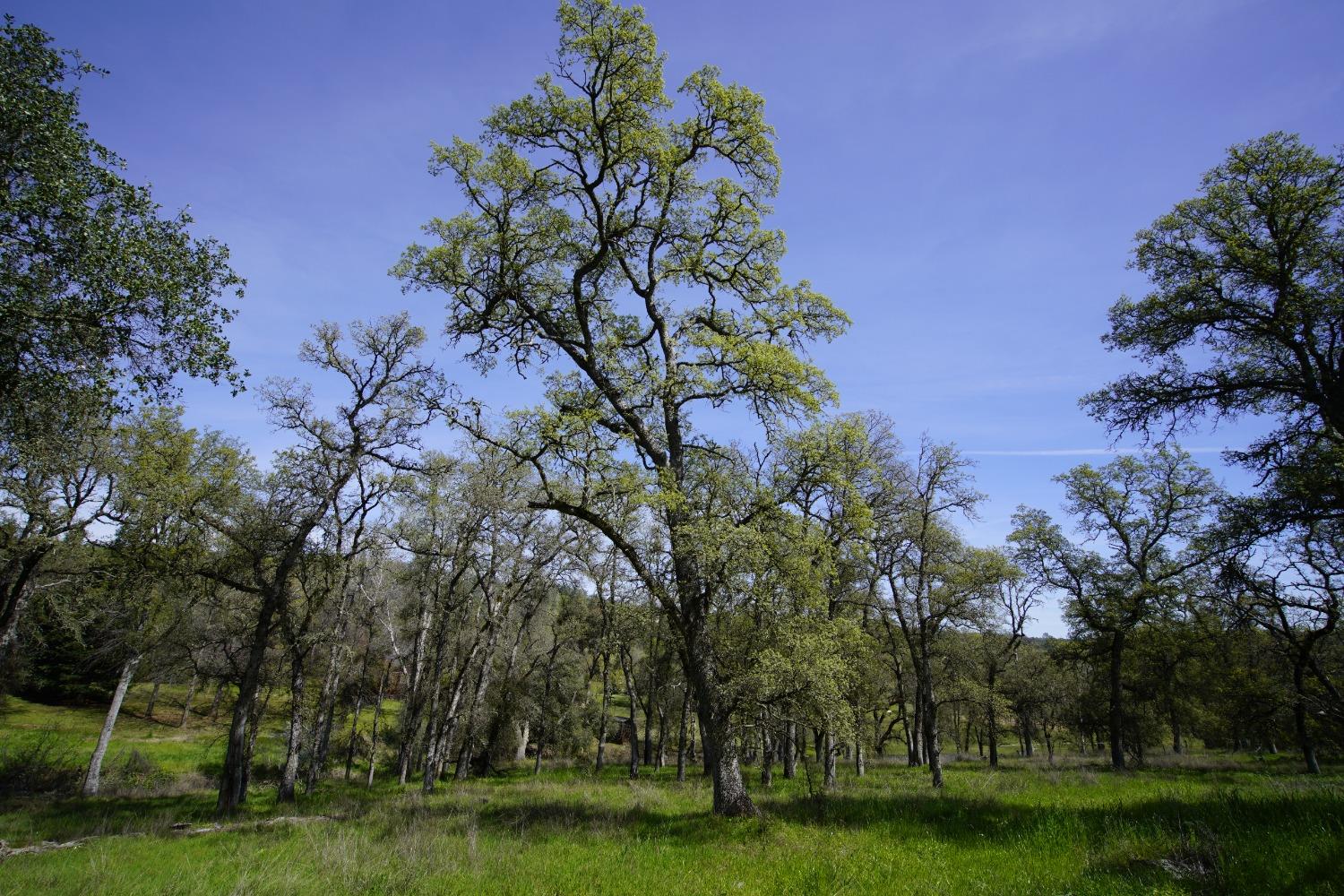 Turkey Hollow Trail, Browns Valley, California image 21