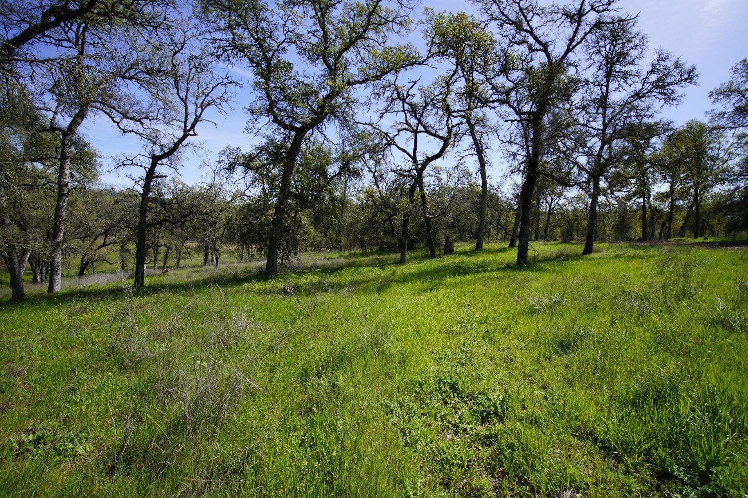 Turkey Hollow Trail, Browns Valley, California image 37