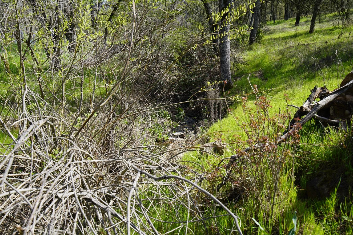 Turkey Hollow Trail, Browns Valley, California image 35