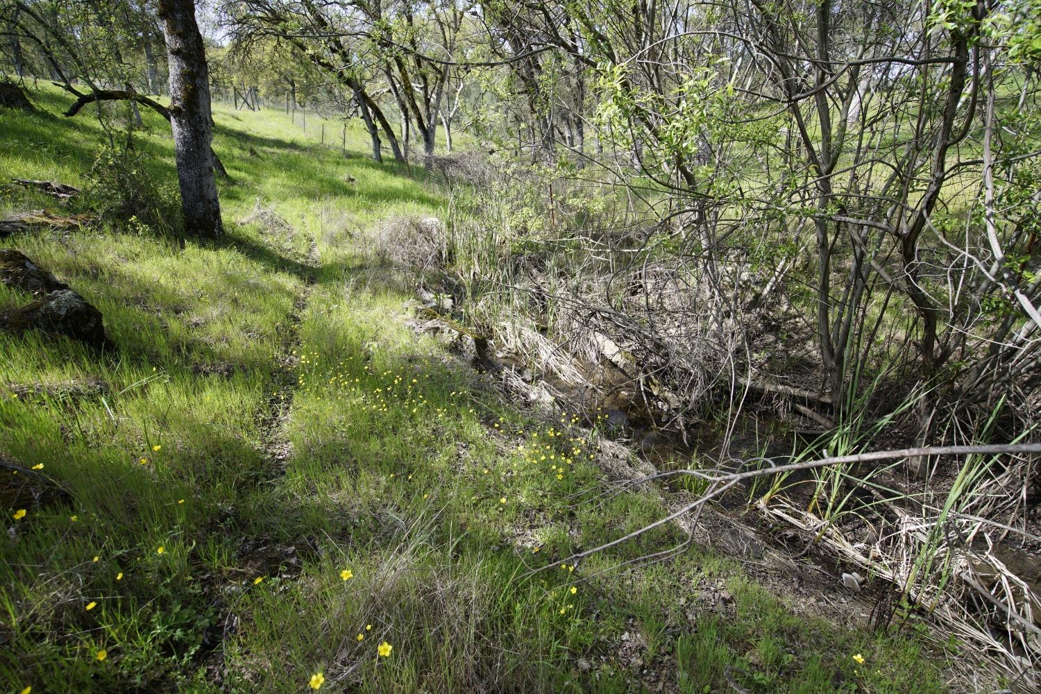 Turkey Hollow Trail, Browns Valley, California image 27