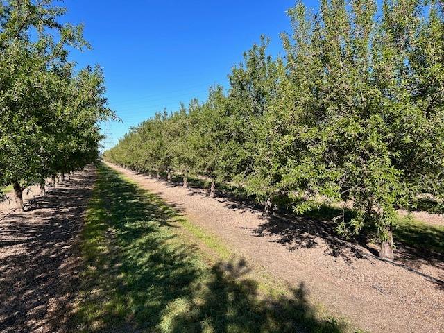 Dodds Road, Escalon, California image 14